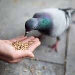 Futter für Tauben