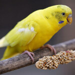 Futter für Ziervögel