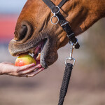 Ergänzungsfutter für Pferde