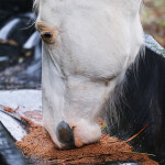 Mineralstoffe für Pferde