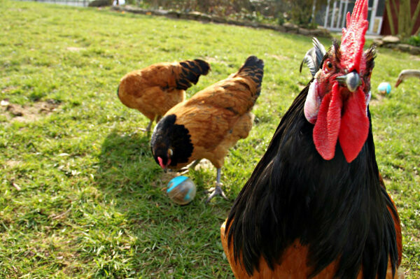 Qualitativ hochwertiges Hühnerfutter für Home Farming - 