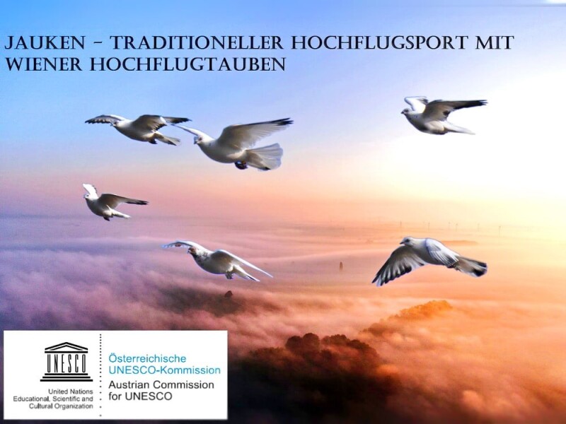Jauken – Traditioneller Flugsport mit Wiener Hochflugtauben zum Weltkulturerbe erklärt. - 